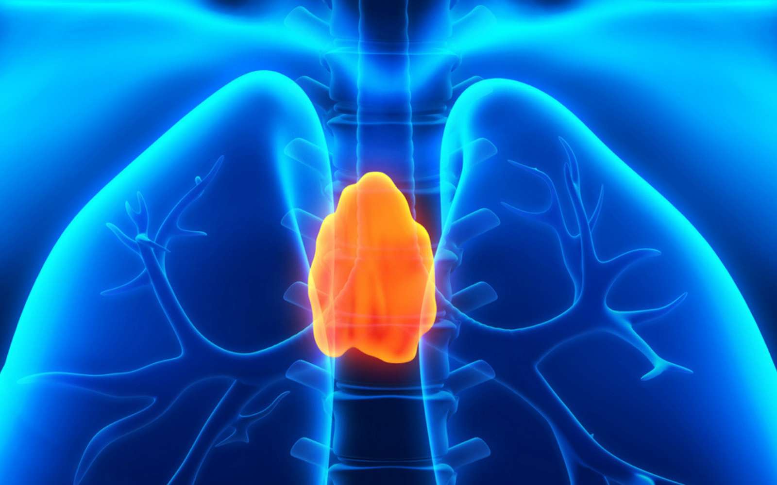 Cet organe longtemps négligé par la médecine pourrait être la clé d'une vie longue et en bonne santé