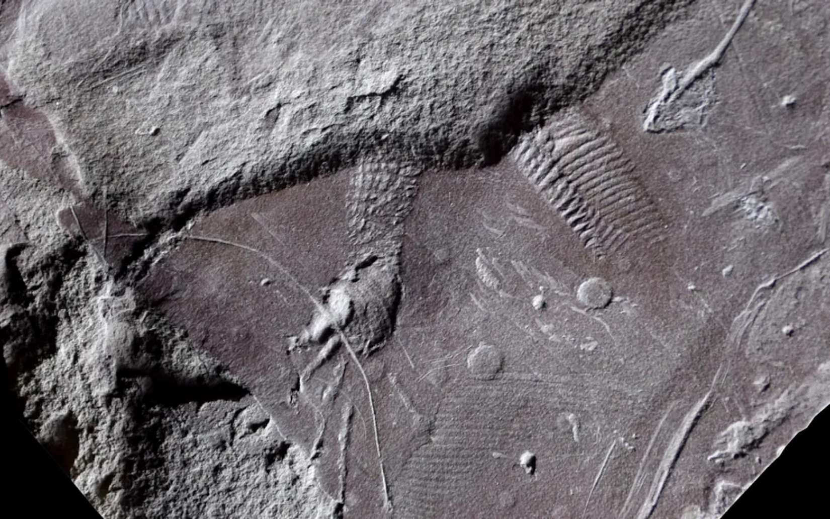 Avant même que les dinosaures n'existent, ce reptile inconnu a laissé la preuve anatomique la plus ancienne jamais découverte