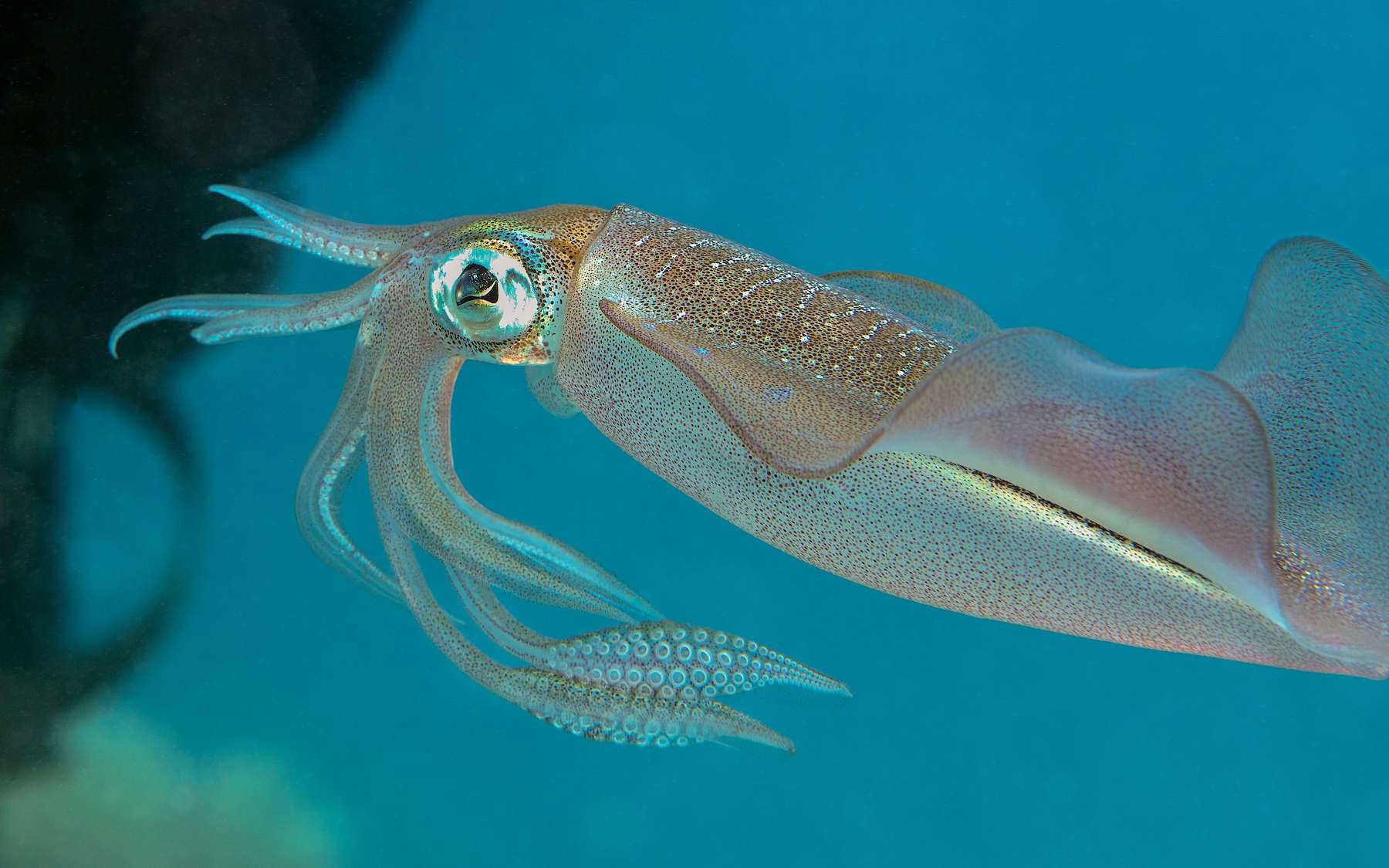 Le résultat a stupéfié les chercheurs : l'océan pourrait réduire de moitié le cerveau des animaux les plus intelligents des profondeurs