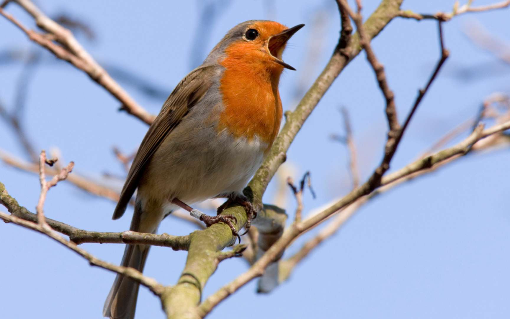 Derrière la diversité infinie des chants d'oiseaux se cacherait un code étonnamment simple