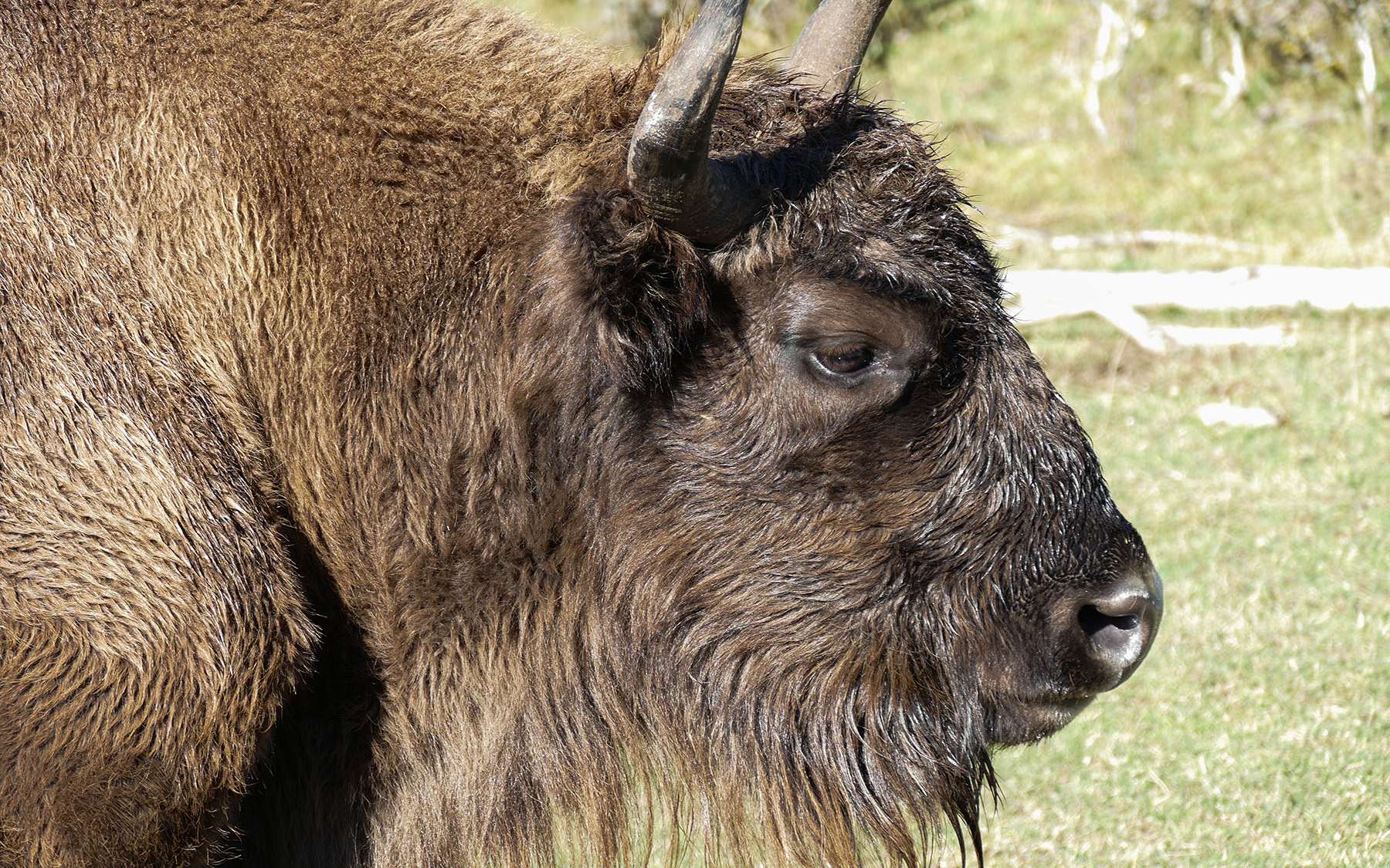 On se croirait en pleine savane… et pourtant ce lieu se trouve en France