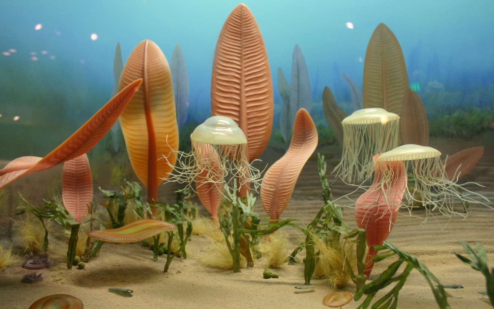 Découverte surprenante : ces fossiles vieux de 550 millions d'années réécrivent entièrement l'histoire des premiers animaux terrestres