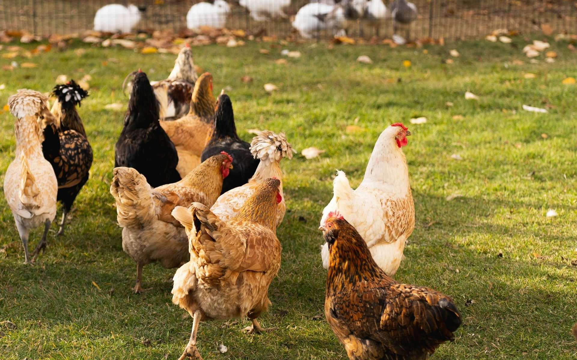 Grippe aviaire : et si le vrai problème était notre façon même d'élever les animaux ?