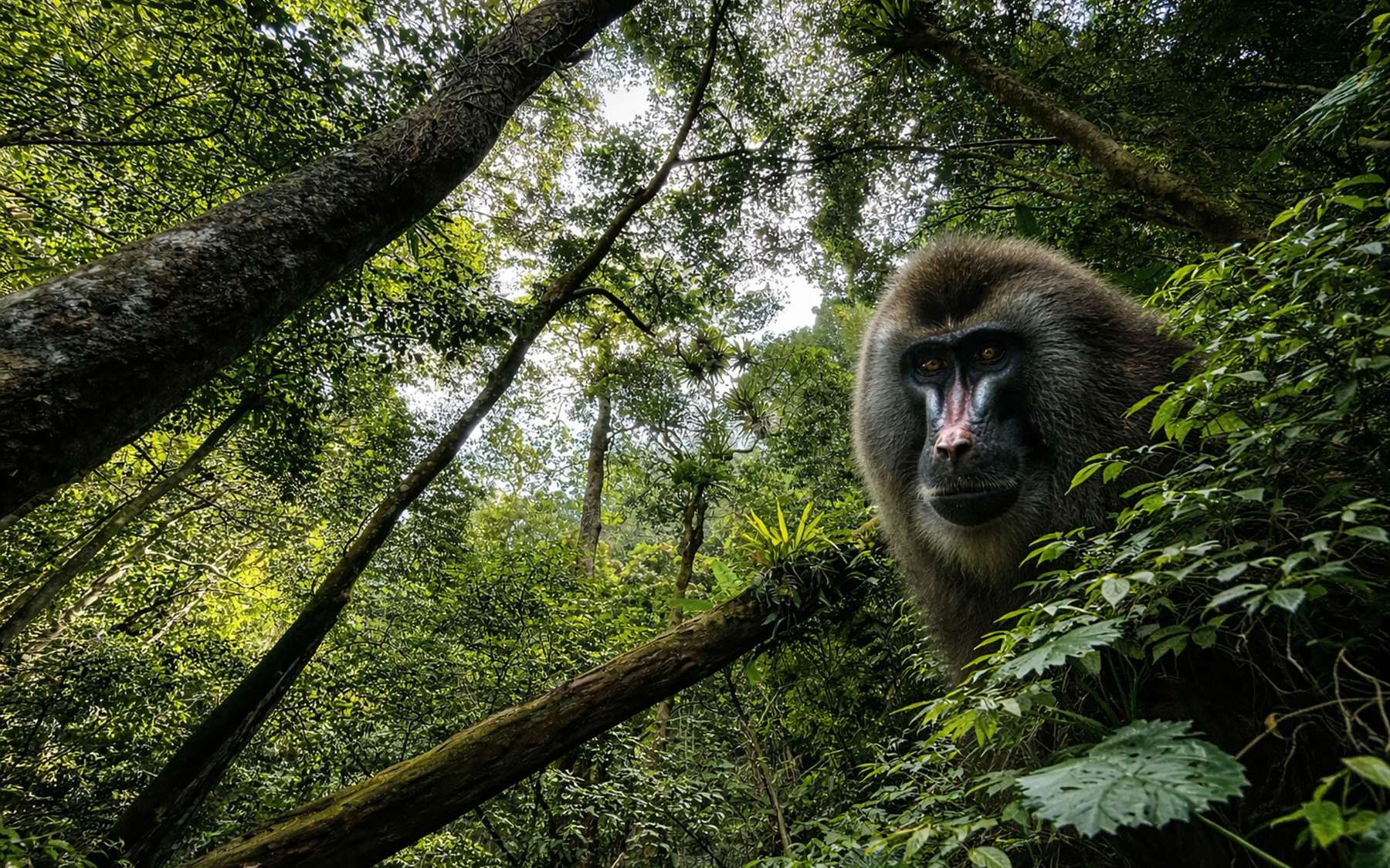 On parle peu de ce singe… pourtant toute la forêt dépend de lui