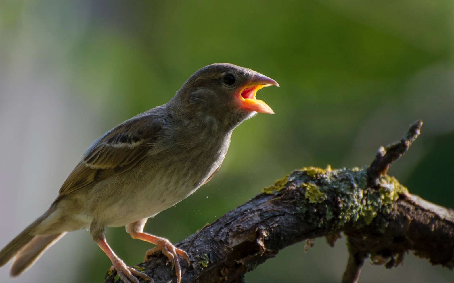 C'est sous nos yeux : la LPO alerte sur les oiseaux qui suffoquent et les gestes pour les sauver et faire toute la différence