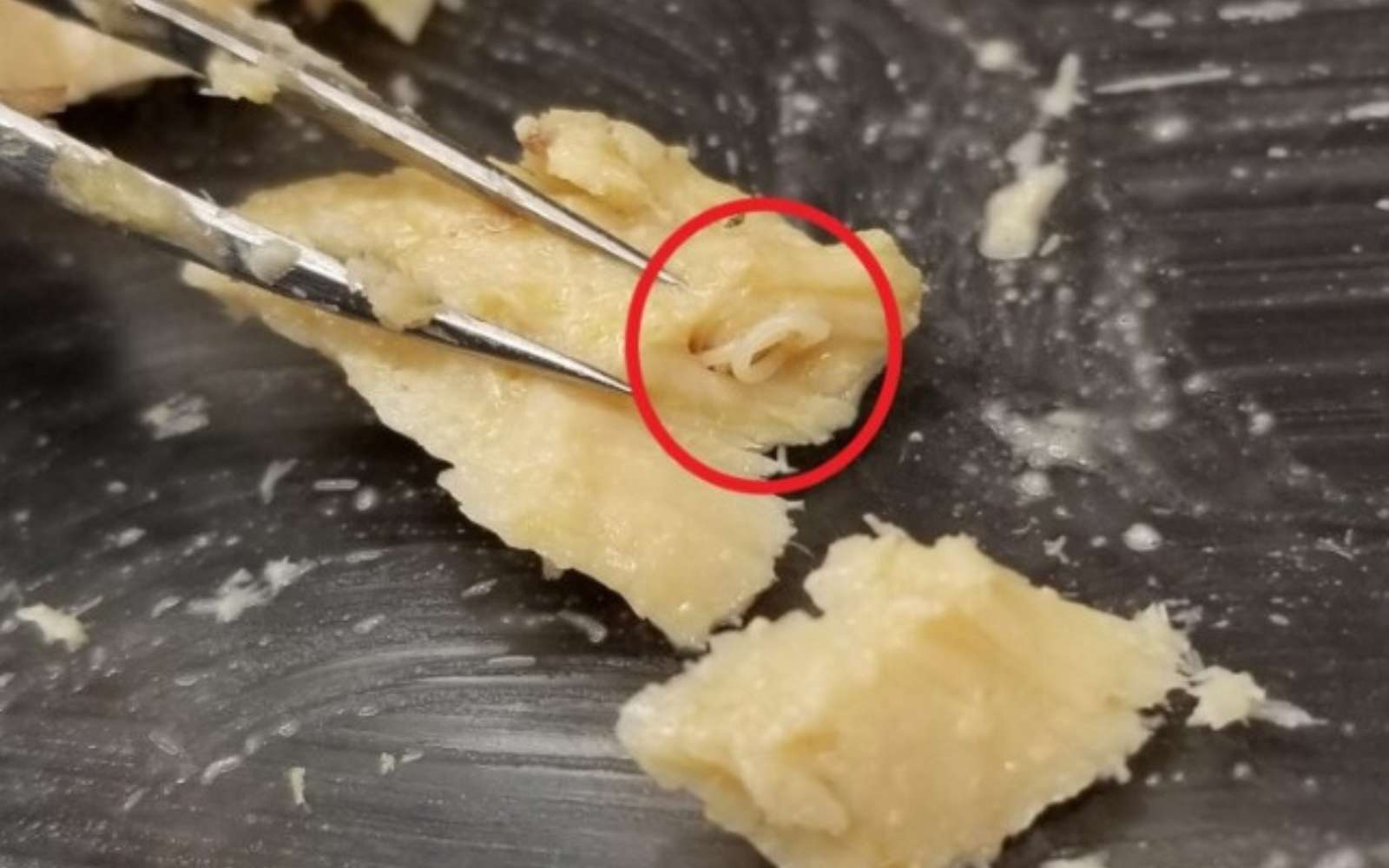 Ce saumon périmé depuis 50 ans : une découverte fascinante qui interroge la science