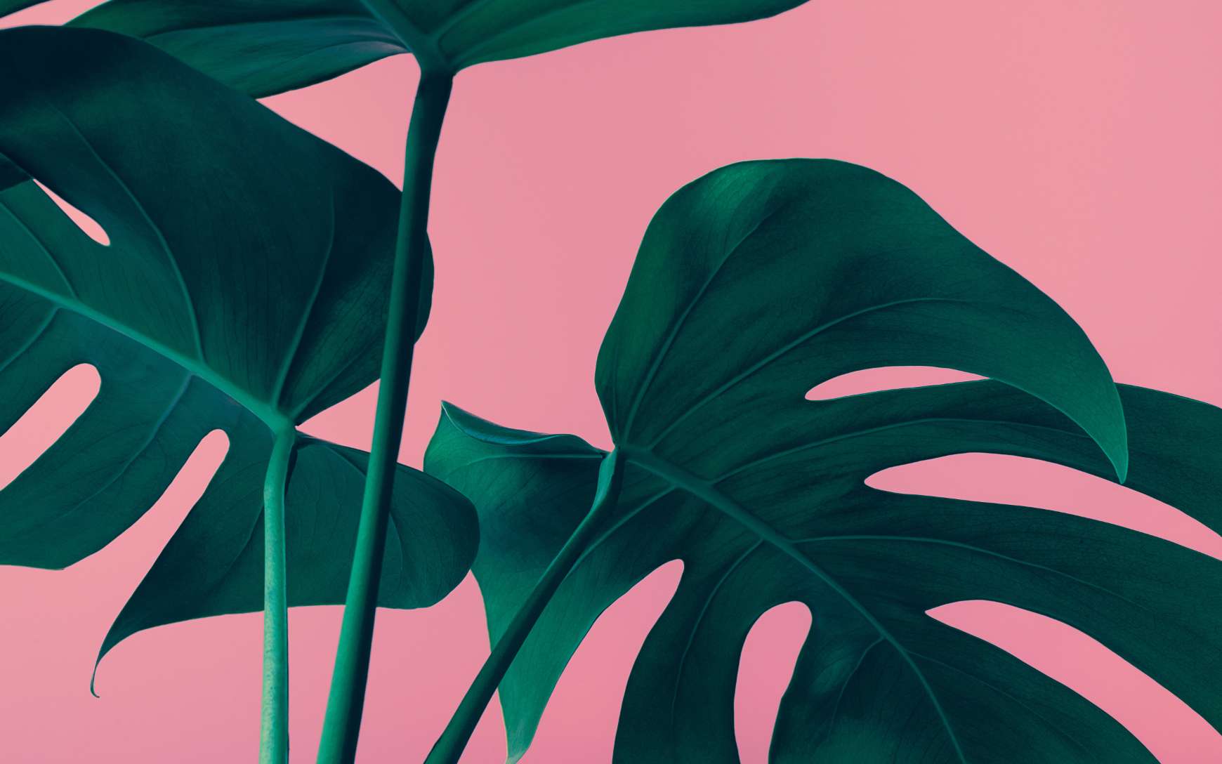 La plante de la semaine : la Monstera a plus d’un secret derrière son allure tropicale