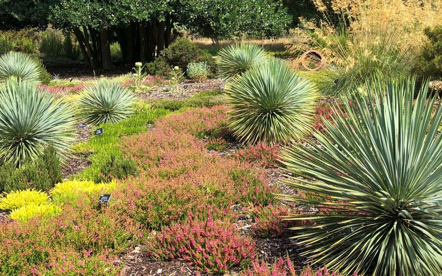 Vous voulez un jardin sec aussi beau qu'en Californie ? Voici les premières étapes à ne pas rater
