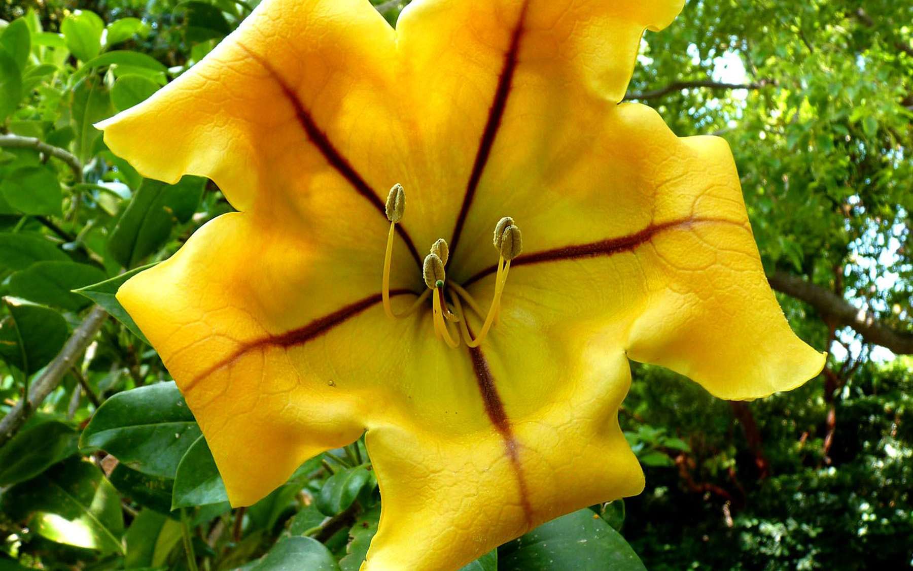 On dirait une coupe d’or géante… cette fleur fascine sur la Côte d’Azur