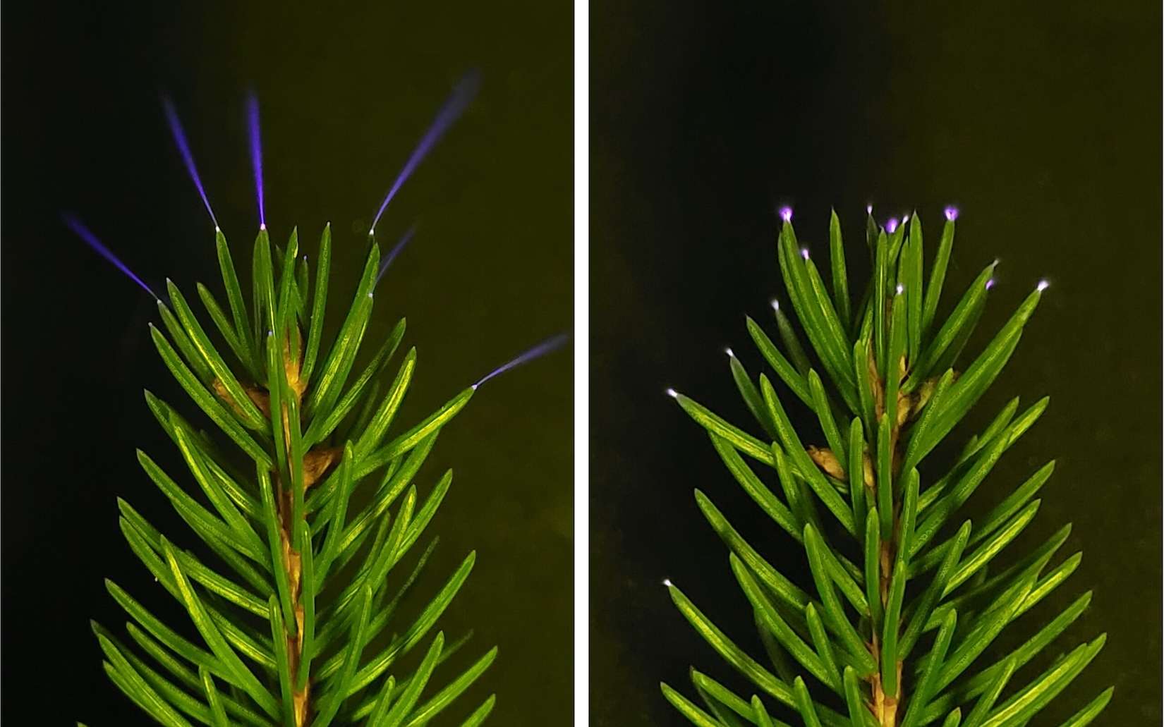 « Comme une nuée de lucioles ultraviolettes » : des chercheurs ont enfin pu filmer des halos fantomatiques dans les arbres