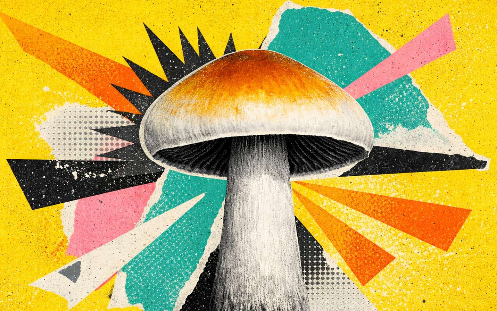 Une découverte en Afrique relance le mystère de l’origine des « champignons magiques »