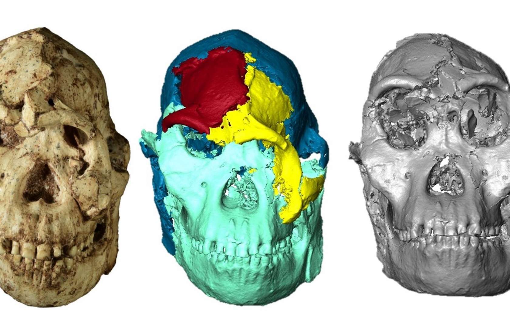 Little Foot : première reconstitution 3D du crâne malgré les fractures, ce que les chercheurs ont découvert