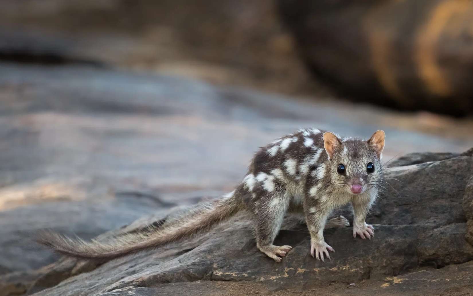 Cette petite créature adorable qu’on pensait avoir perdue à jamais a été filmée par surprise