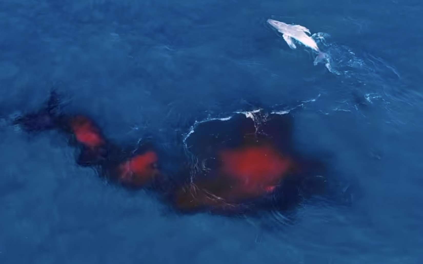 Une étrange traînée rouge dans l'océan : cette baleine est filmée dans une scène jamais vue depuis les airs