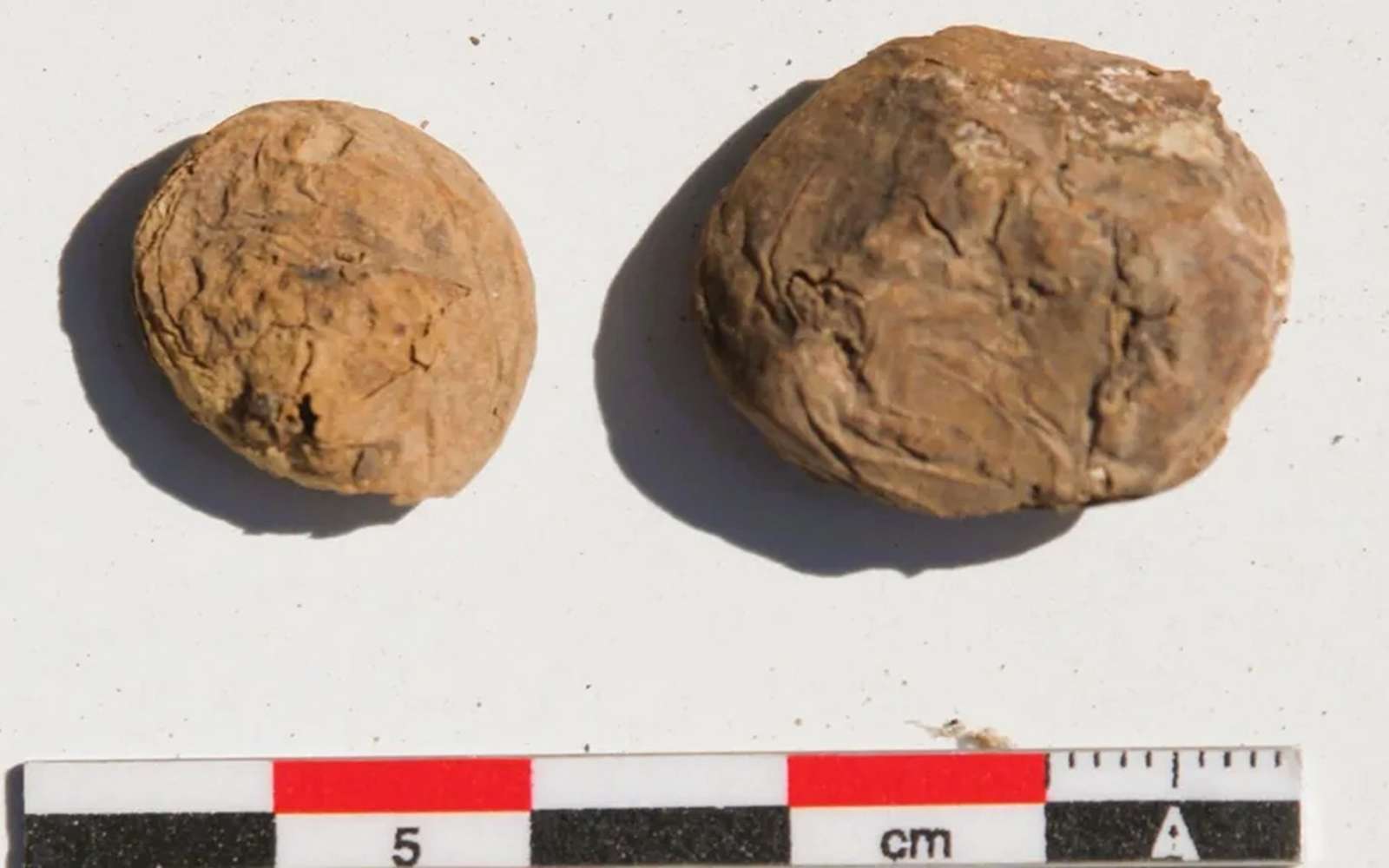 Pourquoi cette patate vieille de 500 ans fascine tant les archéologues ?