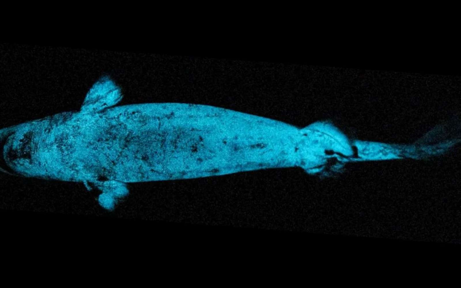 Ce requin cache un étonnant secret : à quoi lui sert son « projecteur » naturel ?