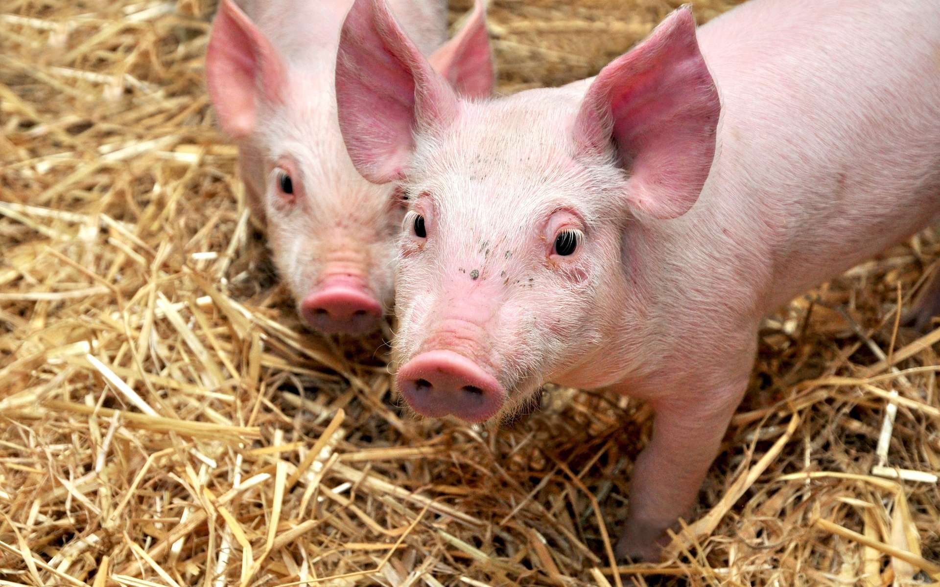 Une épidémie animale mortelle est à 60 km de la France, et il n'existe ni vaccin ni traitement !