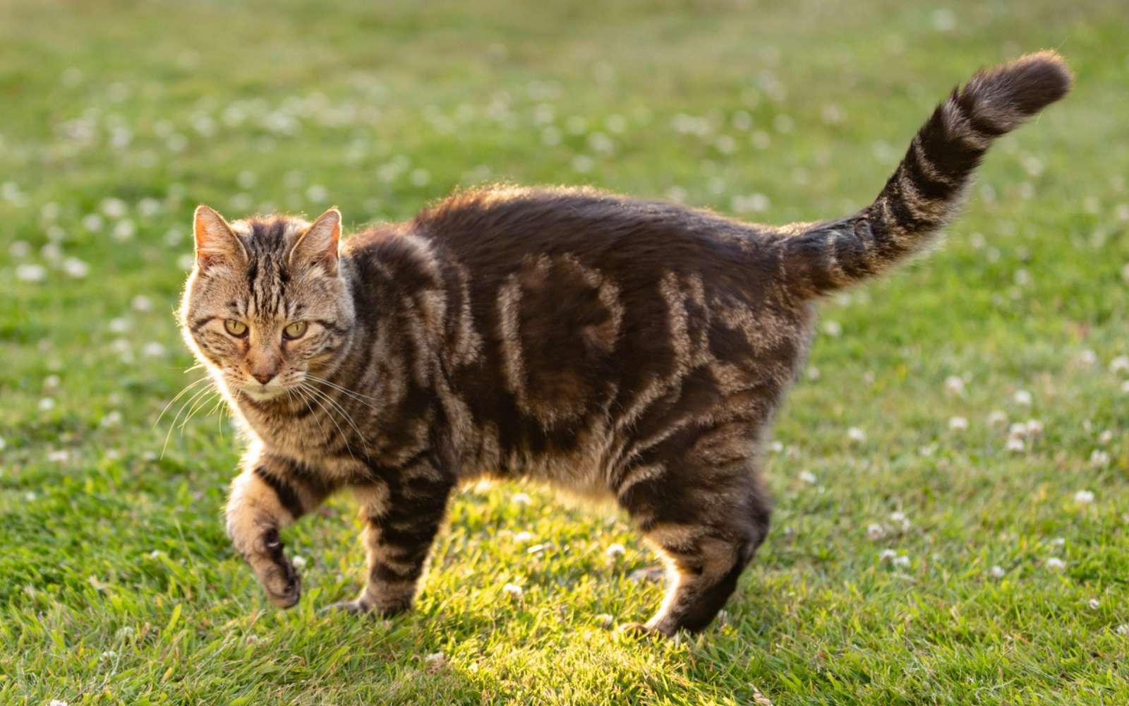 Ils prennent votre jardin pour une litière ? Essayez ces deux fruits