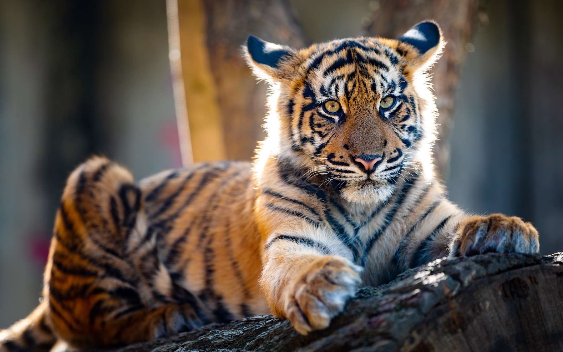 Pourquoi les scientifiques parlent d'un tournant pour le Tigre de Sumatra après cette série d'images