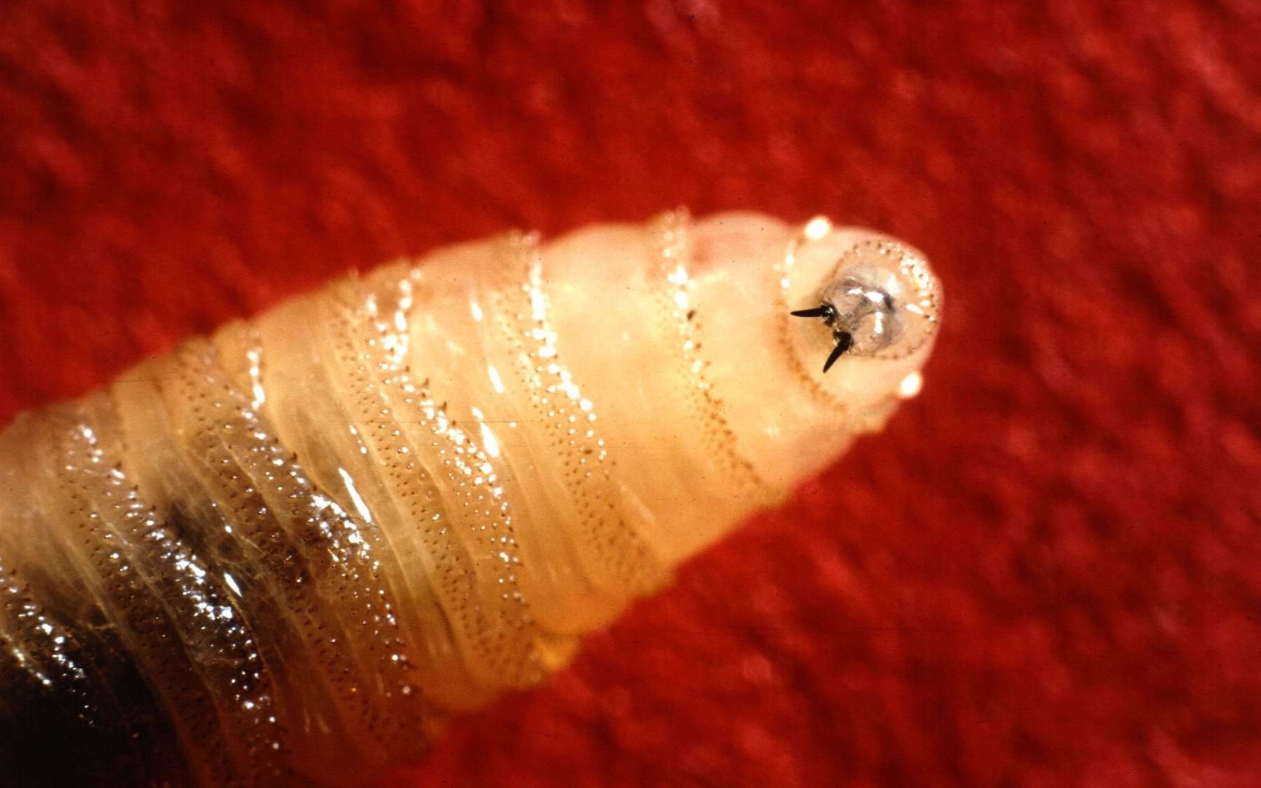 La photo de la semaine : ce parasite qui mange la chair vivante vient de refaire surface !