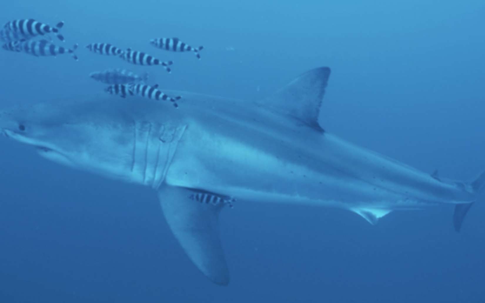 « Nous ne nous attendions pas du tout à ça » : un grand requin blanc filmé pour la première fois en Méditerranée !