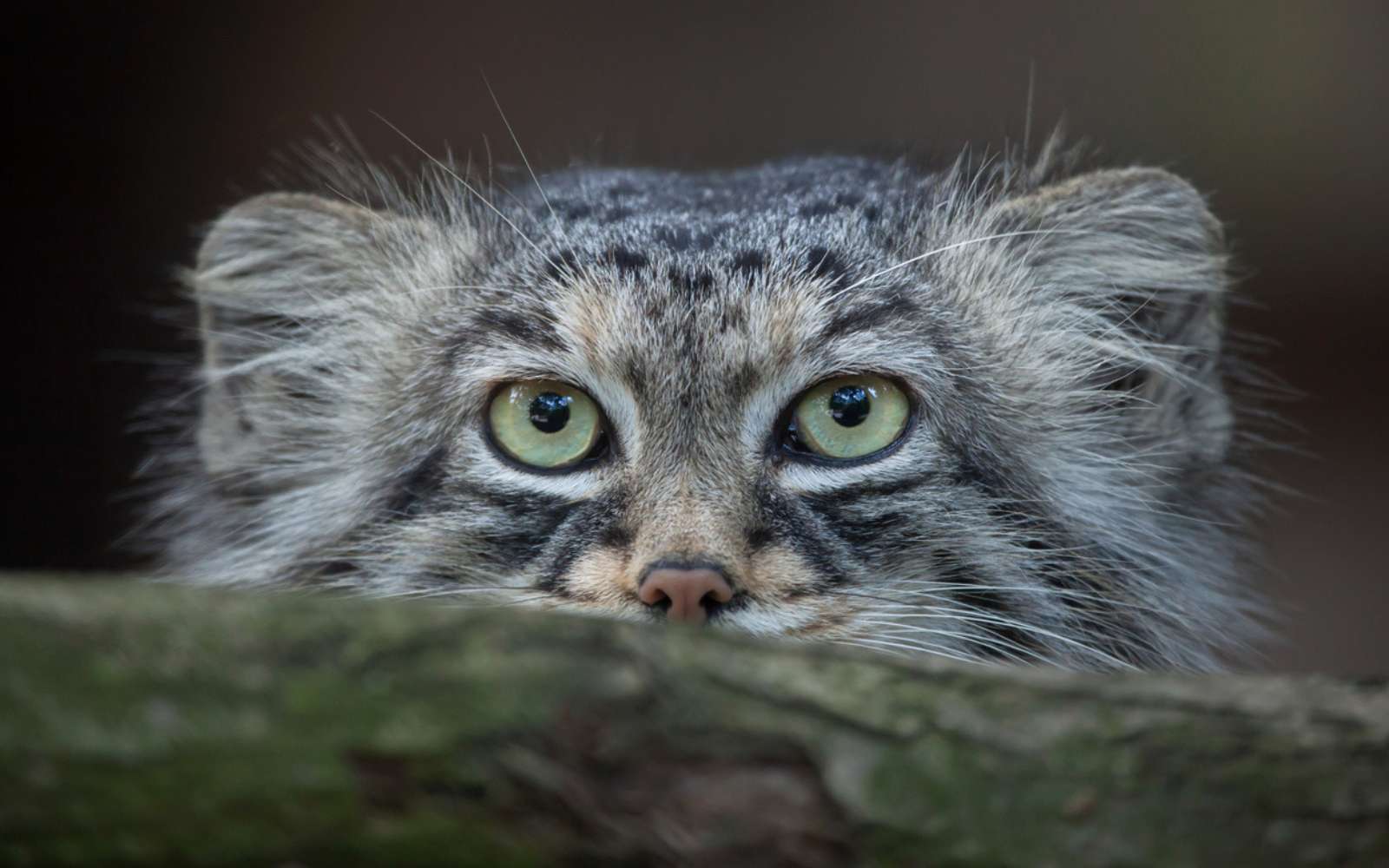 Ce chat « grincheux » a 5 millions d’années… et un secret