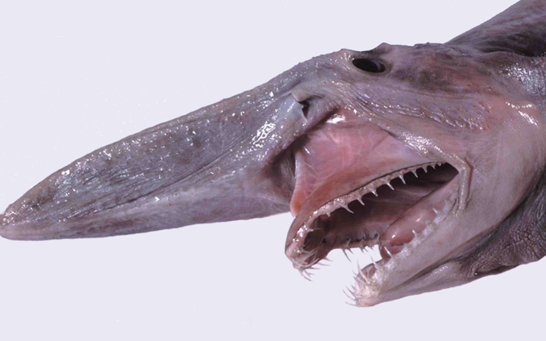 La photo de la semaine : le « requin le plus laid du monde » a enfin été filmé vivant !