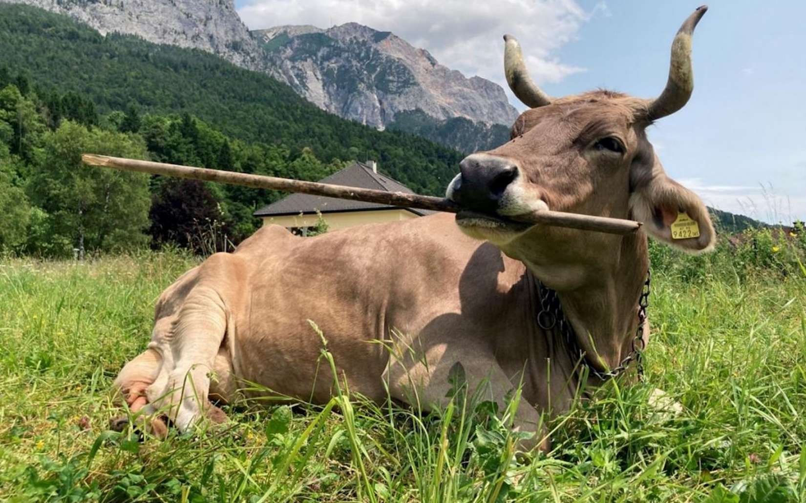 Les scientifiques ne s’y attendaient pas : cette vache fait preuve d’une intelligence inédite et bouscule nos préjugés