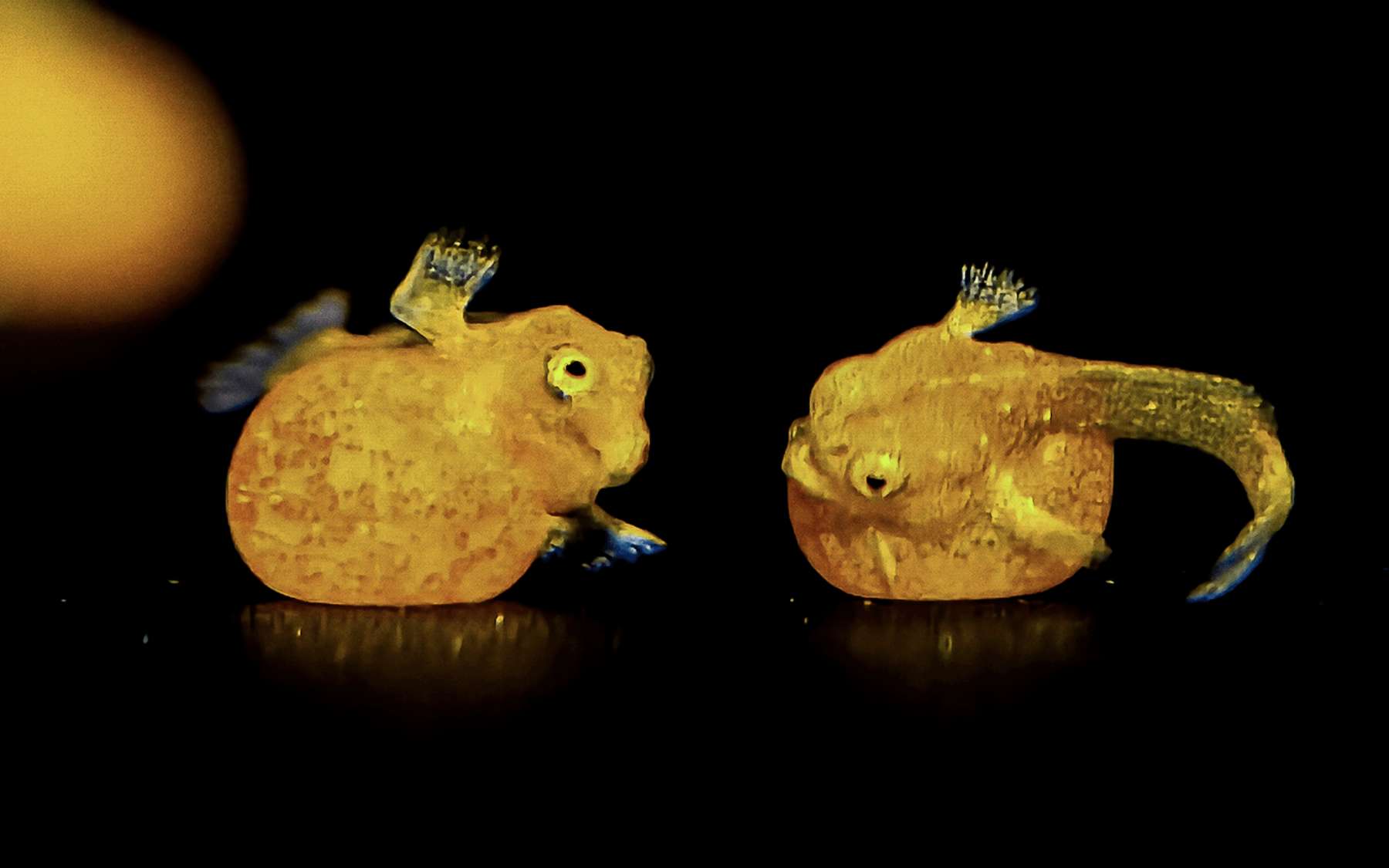 La photo de la semaine : l'image rarissime de poissons qui semblent avoir de petites mains et dont il ne resterait qu'une centaine d'individus !