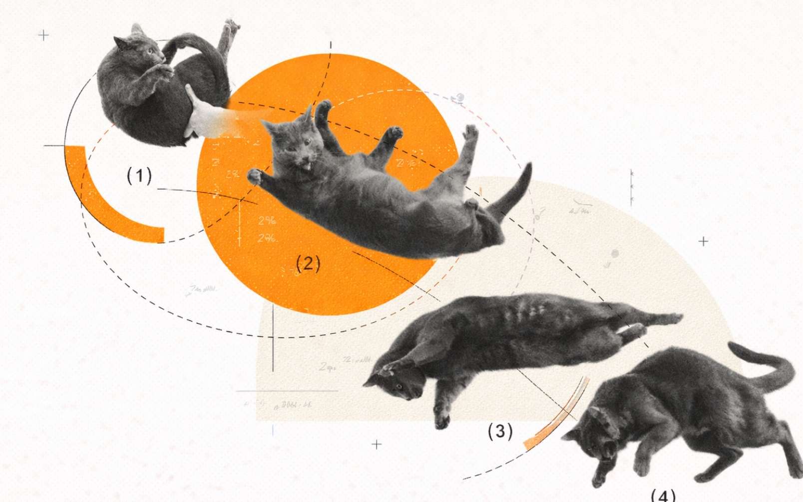 Pourquoi les chats retombent sur leurs pattes : une étude éclaire enfin ce mécanisme