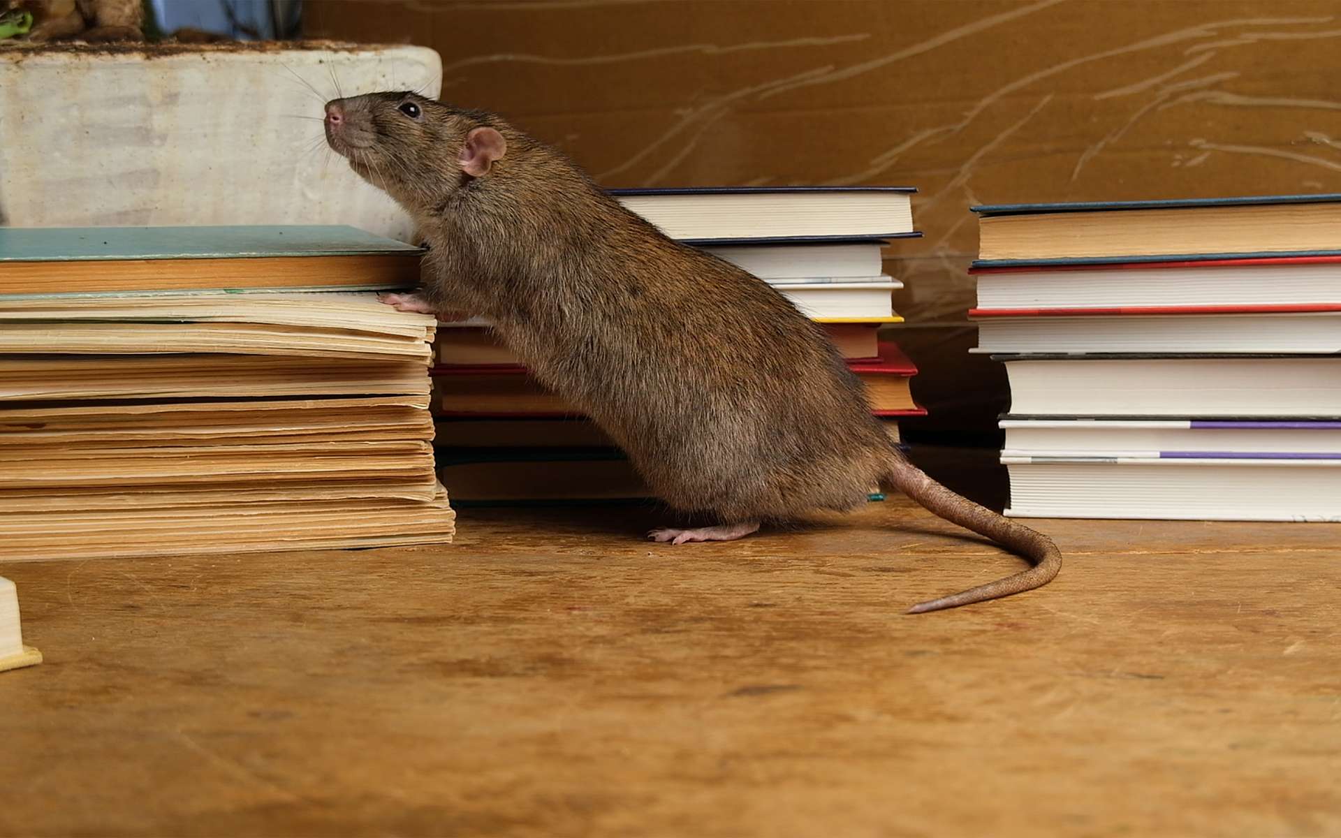 Le rat brun crée son propre langage pour survivre en ville !