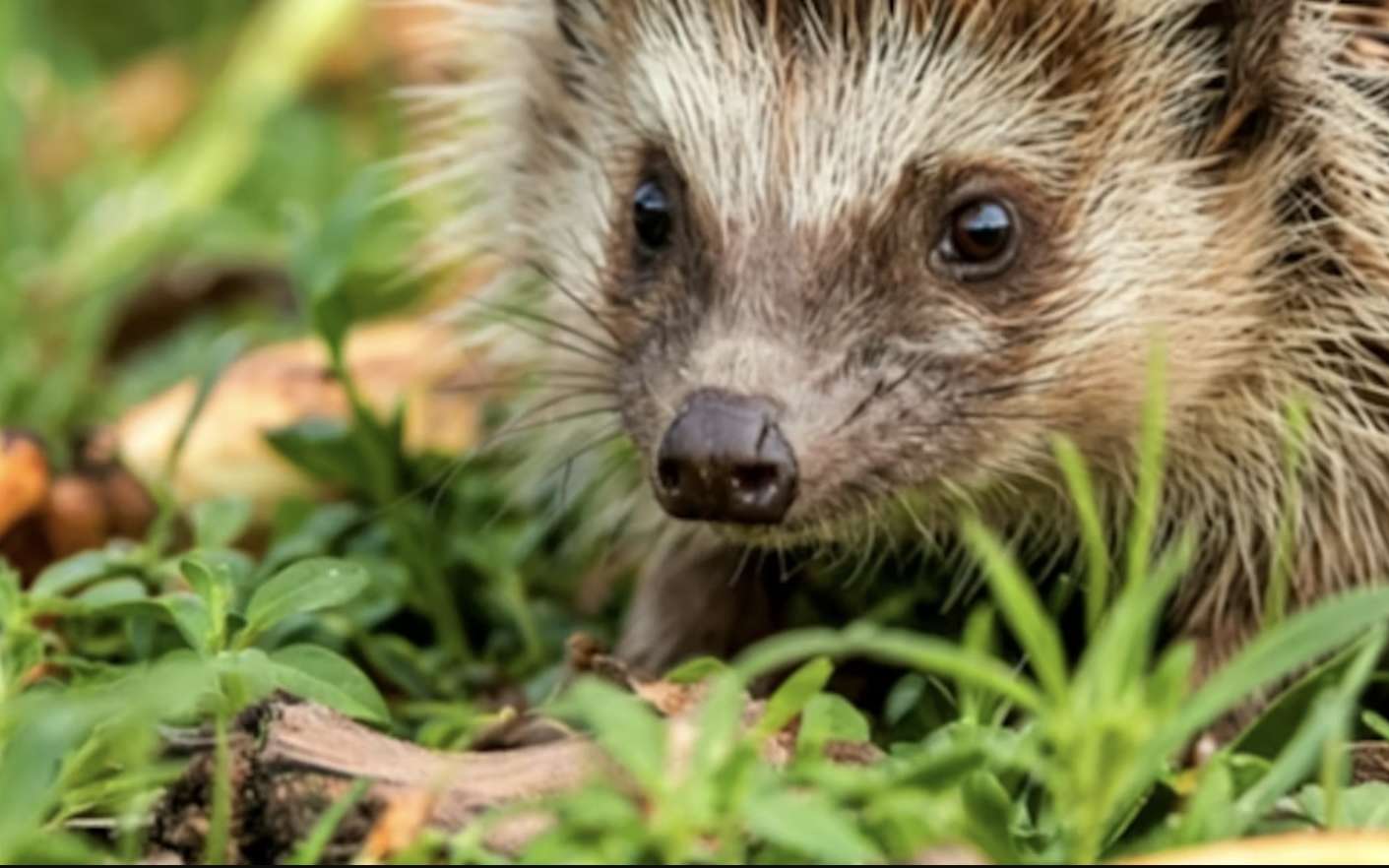 Hérissons : une solution se dessine enfin pour améliorer leur survie