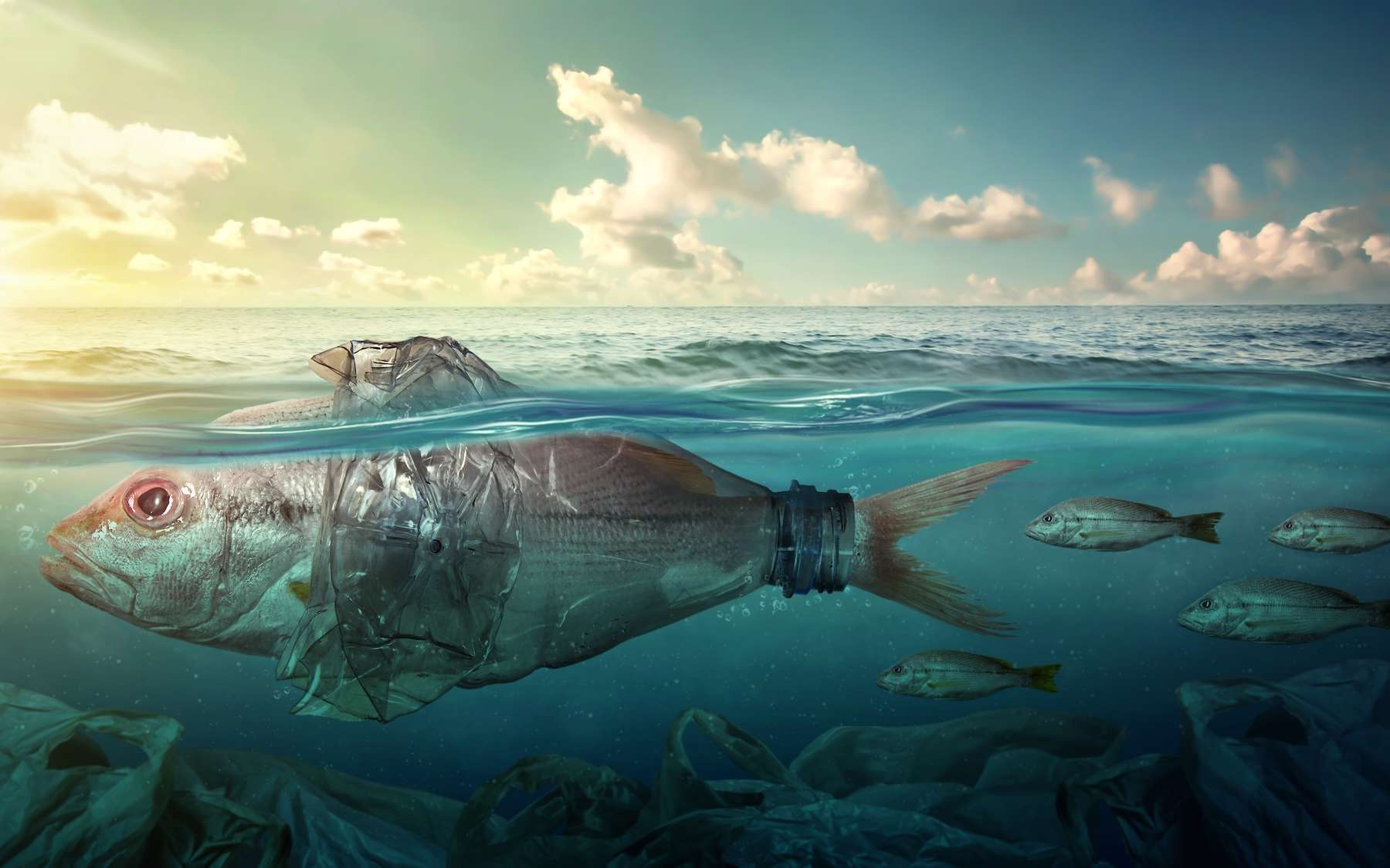 Les scientifiques sont sous le choc : cette étude révèle ce que l'océan accumule à notre insu