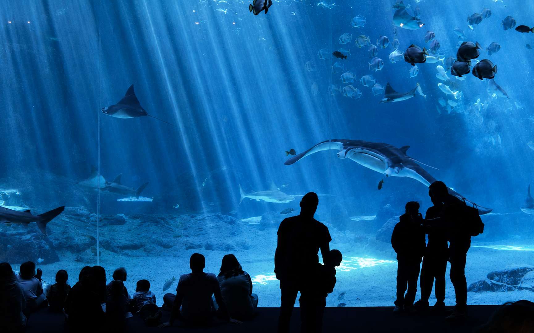 Les aquariums peuvent-ils vraiment aider à sauver l'océan ? Ce que révèle ce colloque