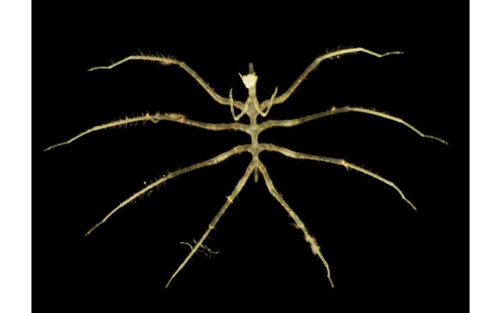 Ce que les chercheurs ont découvert dans les abysses change tout... y compris sur l'impact de l'exploitation minière