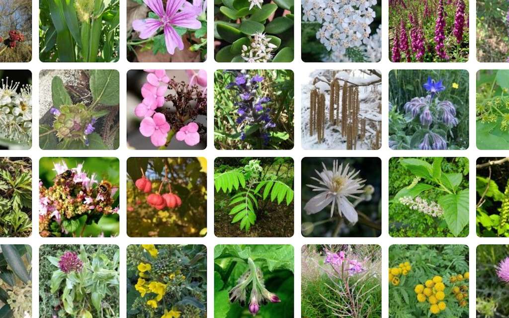 1,3 milliard de photos : des découvertes majeures pourraient se cacher dans les images du « Shazam des plantes »