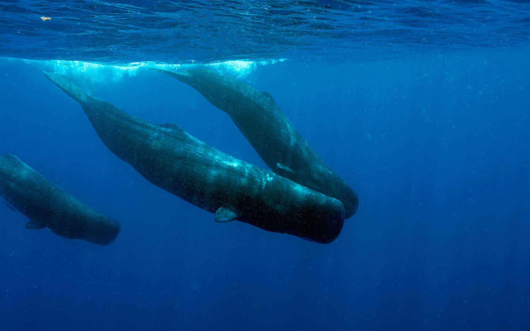 La photo de la semaine : des cachalots filmés en train de se donner des « coups de boule »… une scène jamais observée
