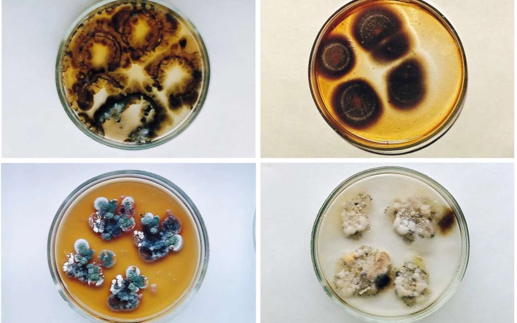 Tchernobyl : ces champignons qui semblent se nourrir des radiations intriguent la communauté scientifique