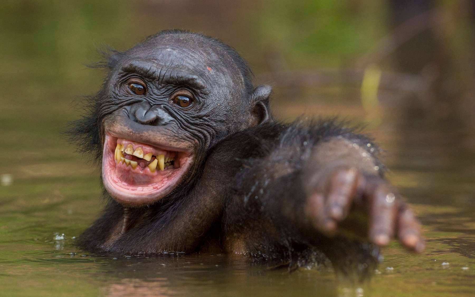 Bonobos, chimpanzés : ces scènes de violence inattendue bousculent tout ce qu’on pensait