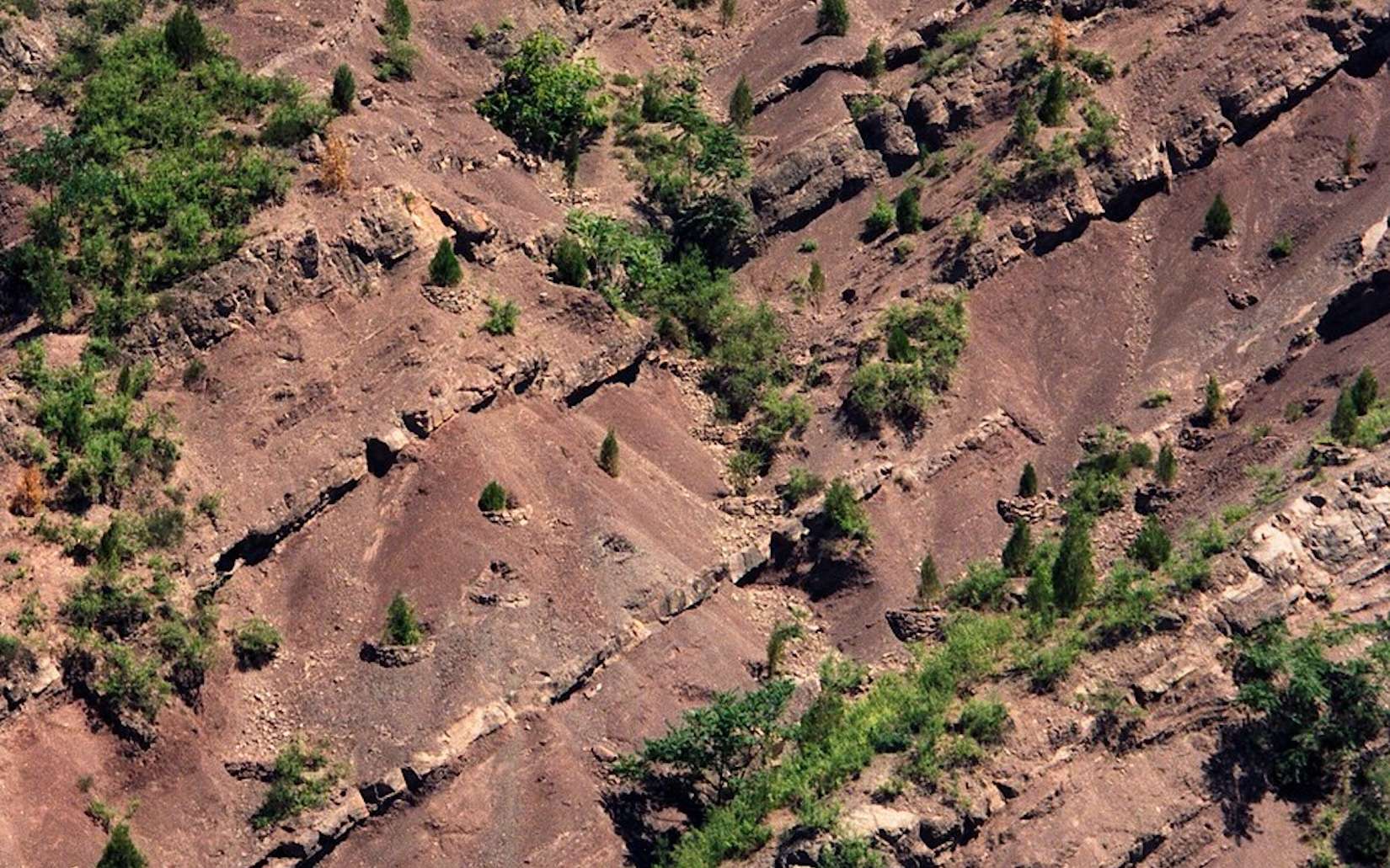 Grande Muraille verte de Chine : les 66 milliards d'arbres plantés cachent un résultat spectaculaire