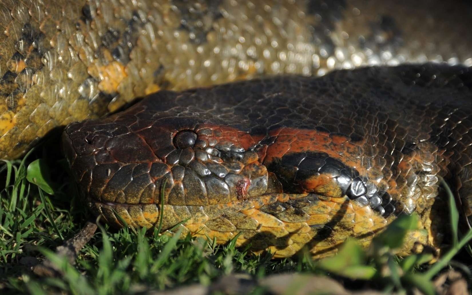 Des scientifiques révèlent une espèce de serpent géant en Amazonie qui nous avait échappé jusqu’ici !