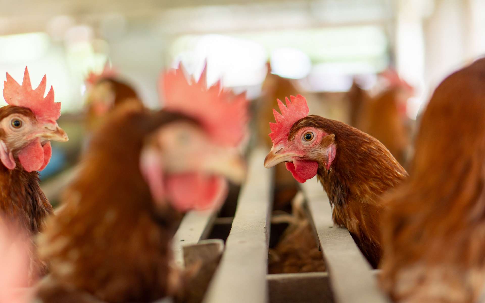 H9N2 détecté chez un humain en Europe : danger réel ou simple alerte ?