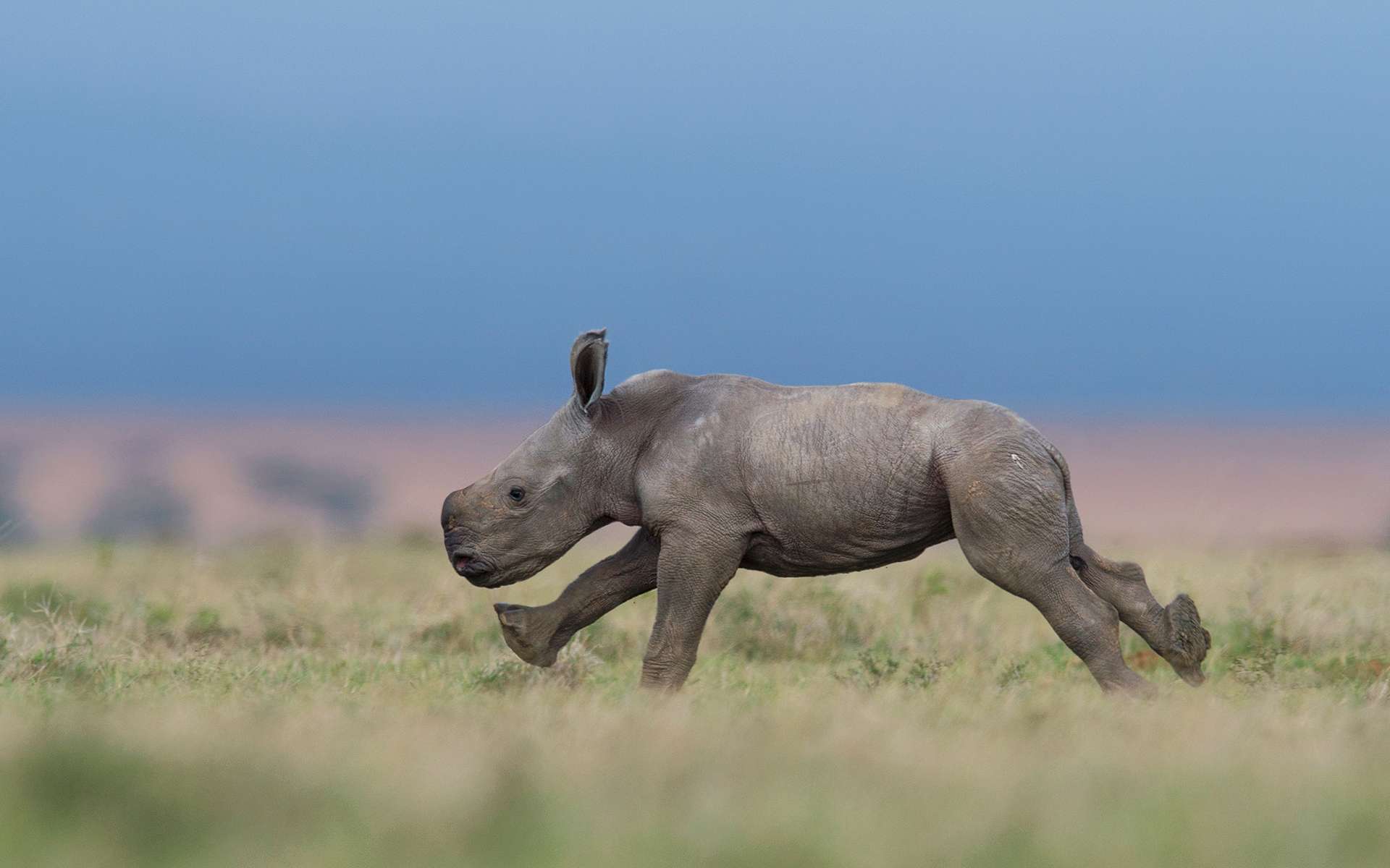 Exceptionnel : les premiers pas d'un bébé rhinocéros de quelques jours au Kenya