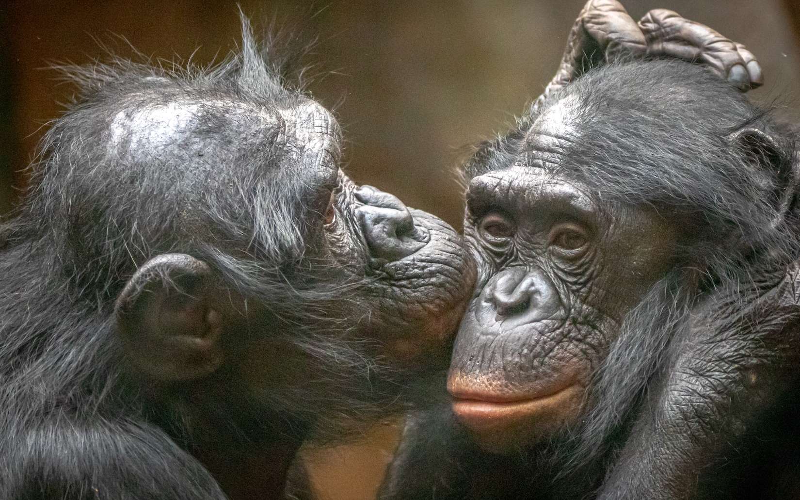 Le comportement sexuel des bonobos éclaire l’évolution de notre communication et nos origines