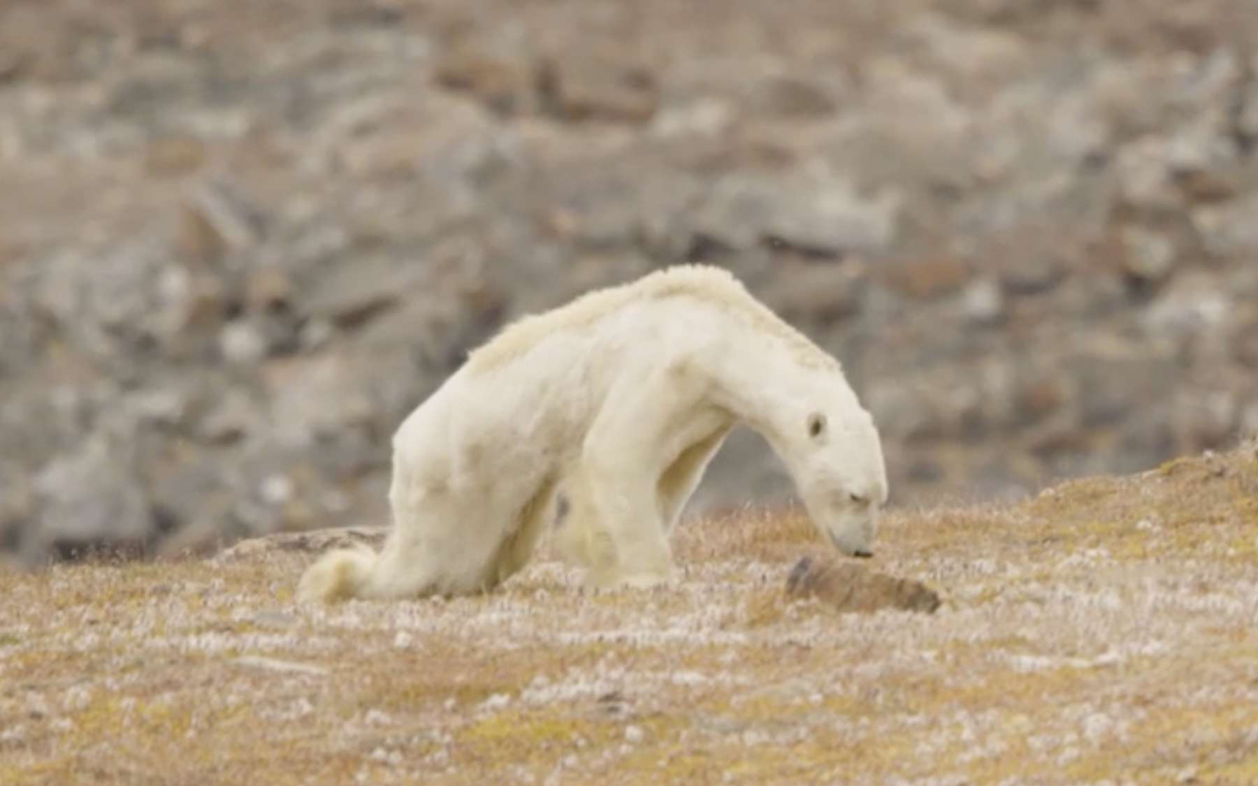L’image qui a stupéfié le monde : l’ours polaire qui a brisé les cœurs… et trompé notre regard