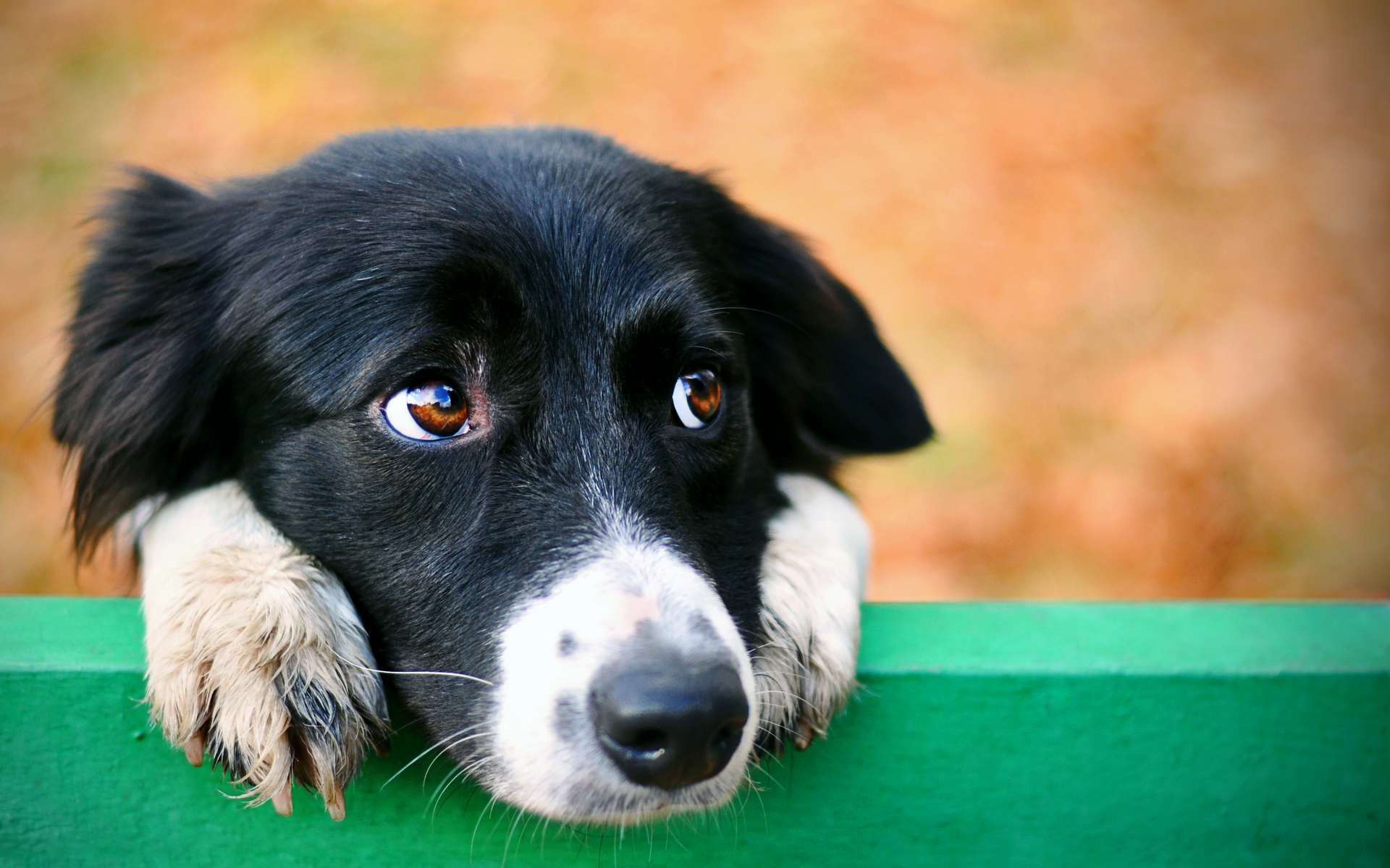 Disparitions d’animaux : attention aux arnaques qui ciblent les propriétaires
