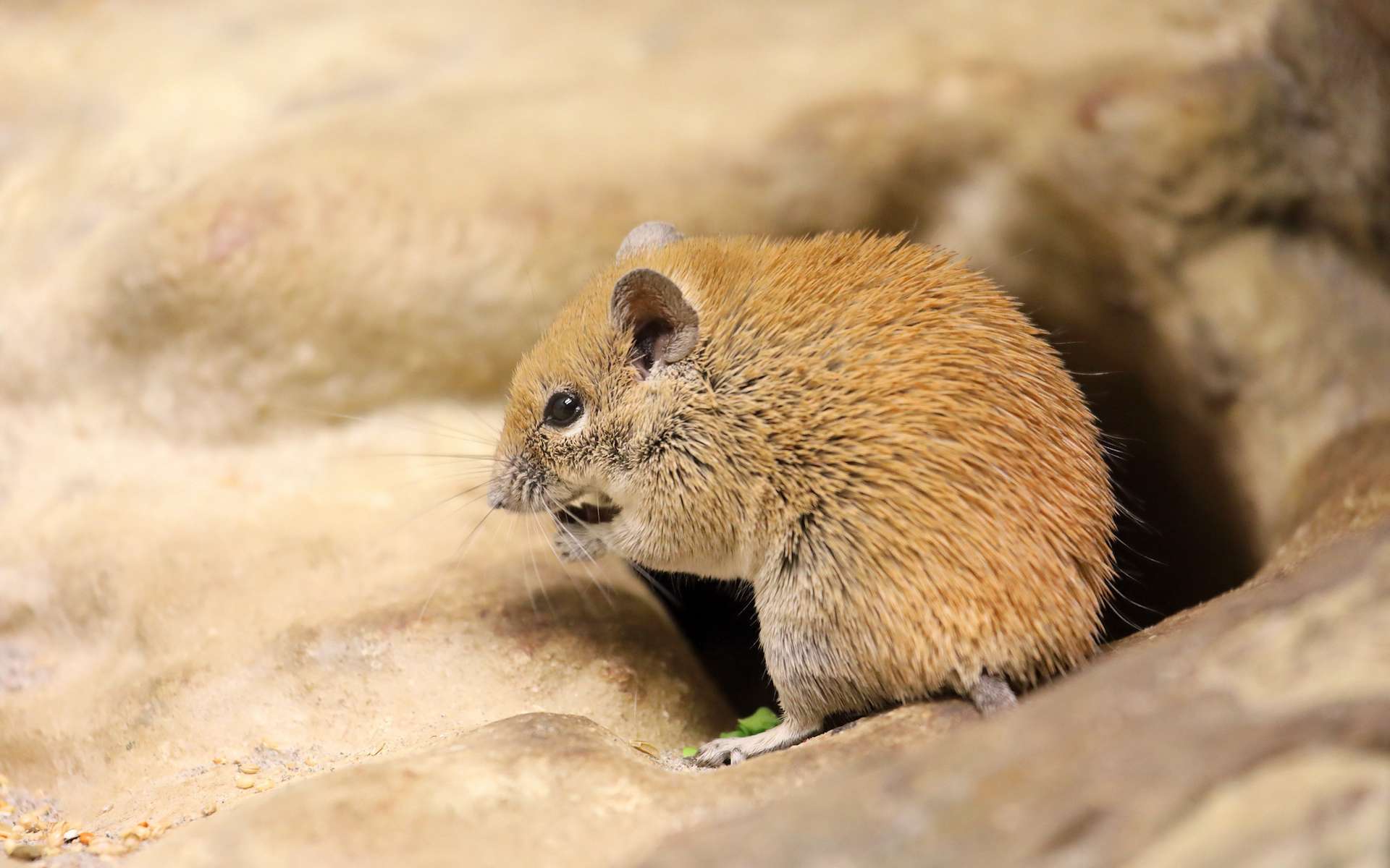 Découverte inédite : une molécule trouvée chez une souris du désert pourrait un jour freiner le vieillissement humain