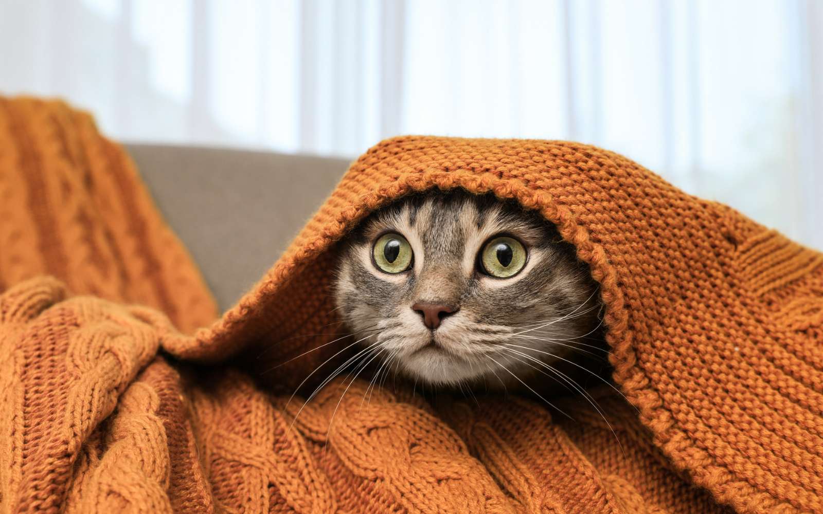 Il miaule, se perd, oublie... et si votre chat vivait une forme d'Alzheimer sans que vous le sachiez ?