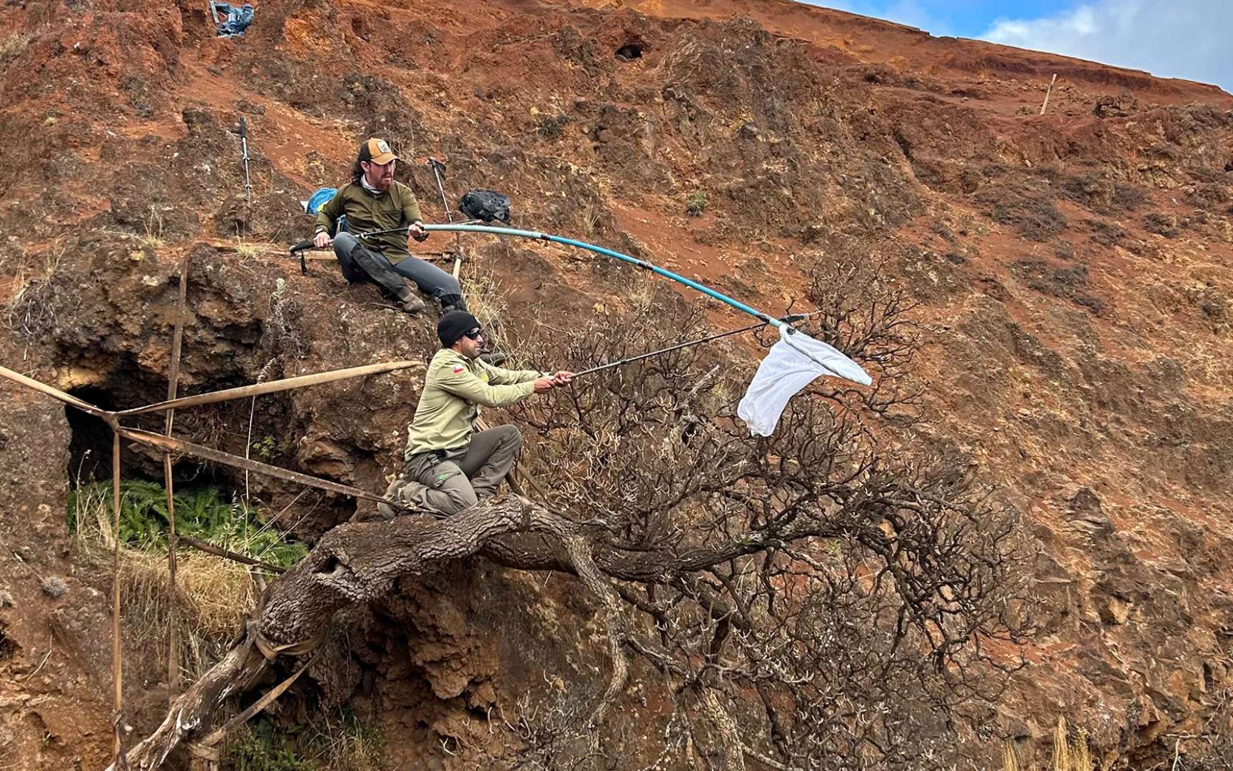 Accroché à une falaise, le dernier arbre de son espèce pourrait encore échapper à l'extinction