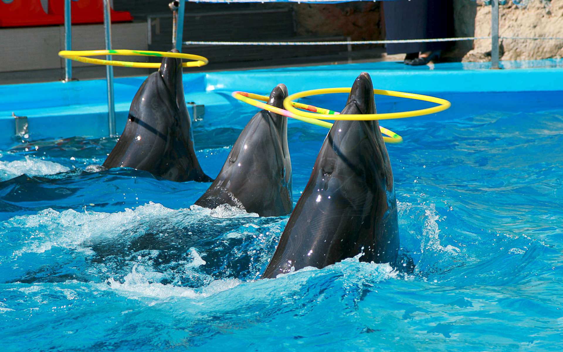 Ce qui attend vraiment les dauphins et orques de Marineland va vous glacer le sang !
